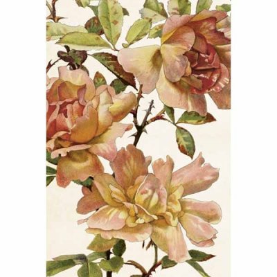 Vintage Post card Roses